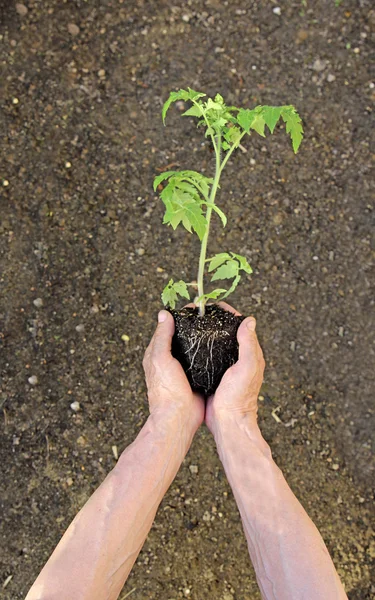 Unga tomat spira i handen — Stockfoto