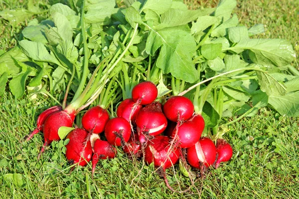 Fresh radish with leaves — Stock Photo, Image