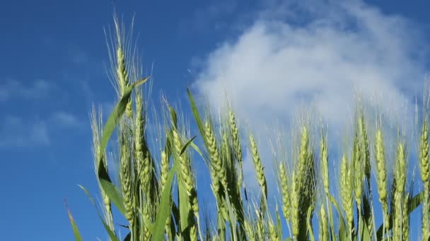 Rye ears of corn swaying in the wind against a blue sky — Stock Video