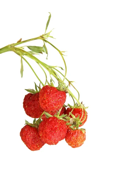 Zweig mit roten Erdbeeren — Stockfoto