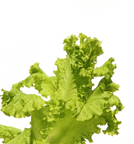 Salad leaves isolated — Stock Photo, Image