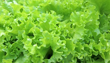 Oluklu marul yaprakları