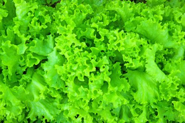 Oluklu marul yaprakları