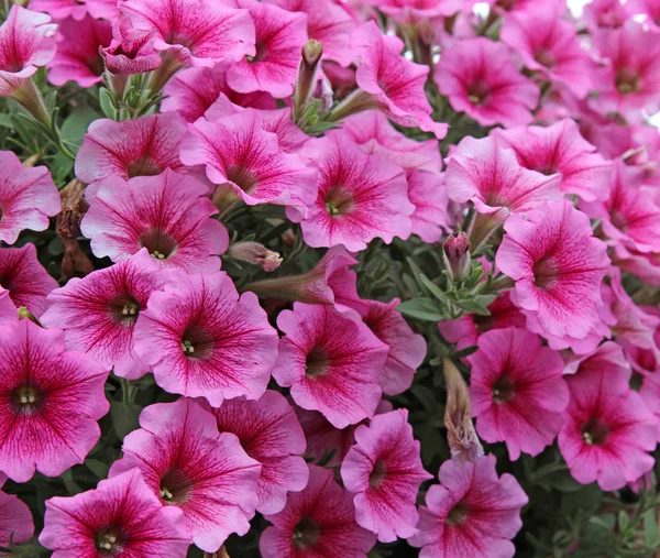 Pink petunia flowers — Stock Photo, Image