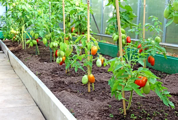 Tomatoes in a greenhouse — Stock Photo, Image