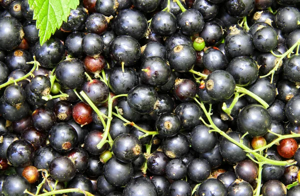 Schwarze Johannisbeere — Stockfoto