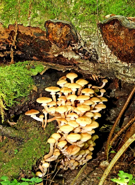 Podzimní houby med agaric — Stock fotografie