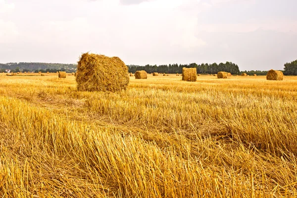 Hay in a field — Stock Photo, Image