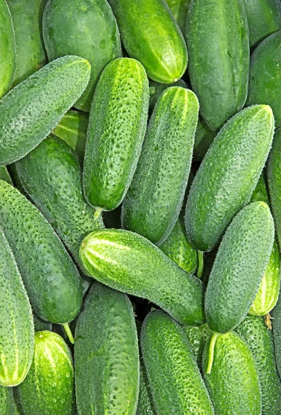 Achtergrond van verse komkommer — Stockfoto