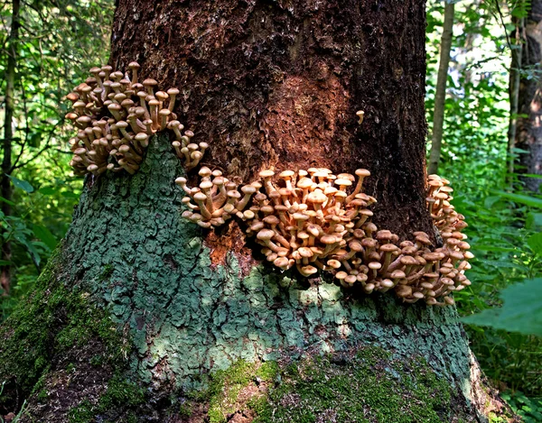 Autumn honey agaric mushrooms — Stok Foto