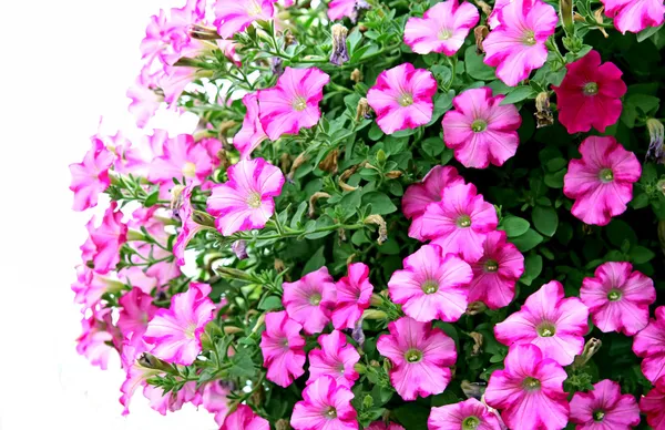 Pink petunia flowers — Stock Photo, Image