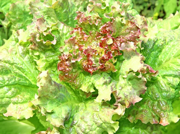 Salad — Stock Photo, Image