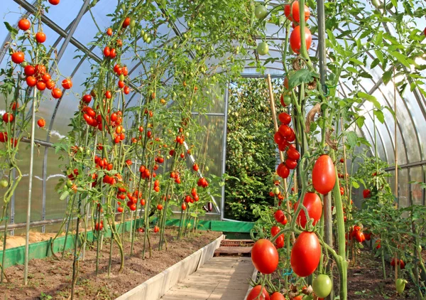 Red tomatoes in a greenhouse — Stock Photo, Image