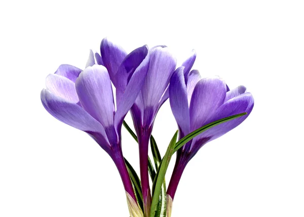 Drei violette Blüten von Krokussen isoliert — Stockfoto