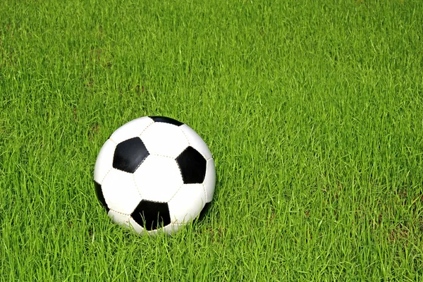 Футбольный мяч на зеленой лужайке — стоковое фото