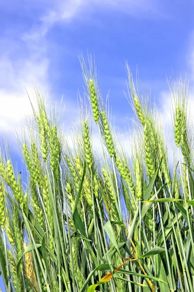 Rye ears in the field — Stock Photo, Image