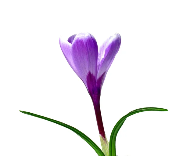 Fialový květ šafrán, samostatný — Stock fotografie