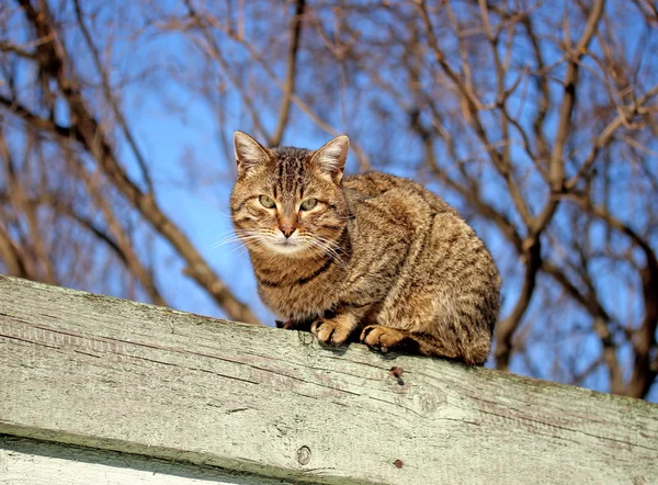 Gato marrom sentado em uma cerca — Fotografia de Stock