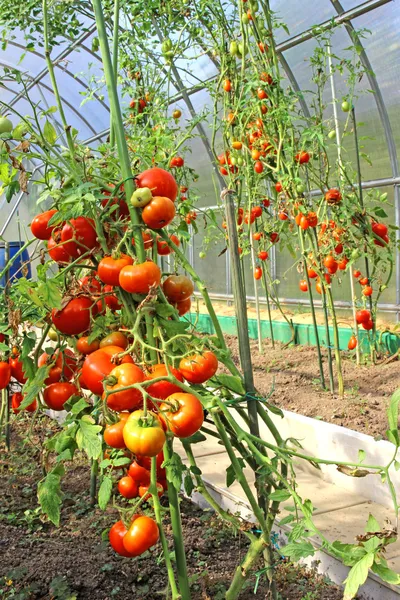 온실에 있는 빨간 토마토 — 스톡 사진