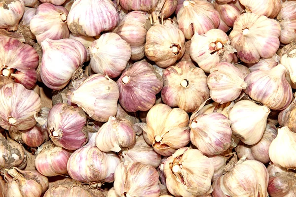 Fondos de muchos ajo púrpura — Foto de Stock