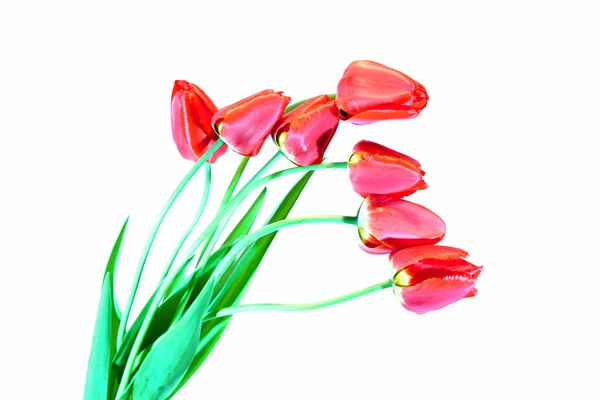 分離された 7 つの赤いチューリップの花束 — ストック写真