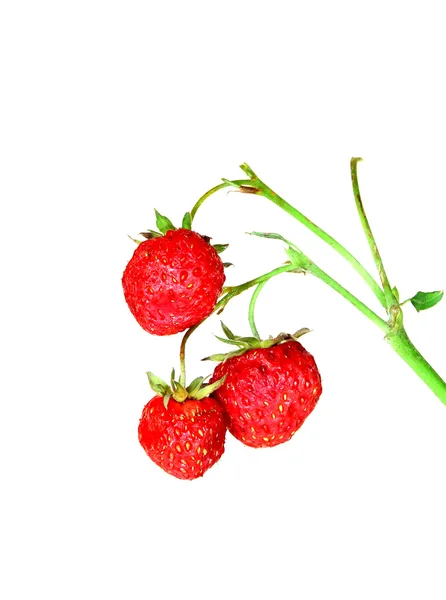 Fragole su un ramo isolato — Foto Stock