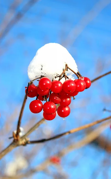 Red berries viburnum in winter — Stock Photo, Image