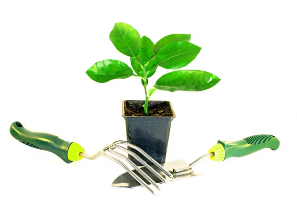 Green plants sprout in a pot and garden tools — Stock Photo, Image