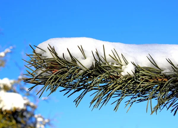 松の枝で雪が降る — ストック写真