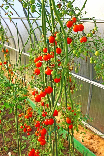 Buschkirschtomaten — Stockfoto