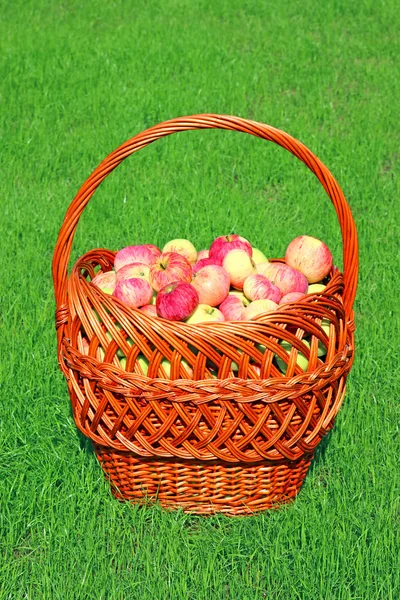 Stor korg med röda äpplen — Stockfoto