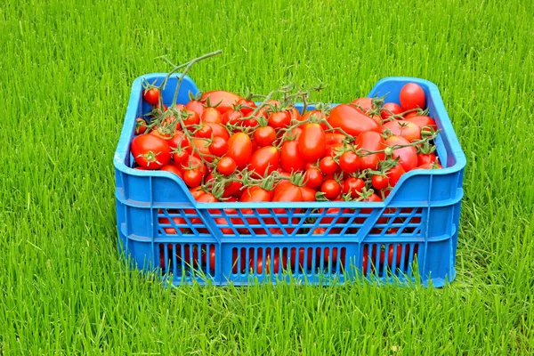 Tomates rojos en una caja de plástico azul —  Fotos de Stock