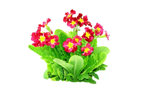 Red primrose flowers isolated — Stock Photo, Image