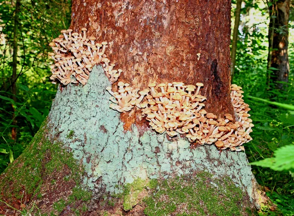 Autumn honey agaric mushrooms — Stok Foto