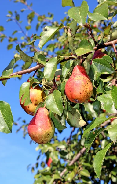 Rote Birnen auf einem Zweig — Stockfoto