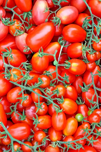 Achtergrond van vele kleine rode tomaten — Stockfoto