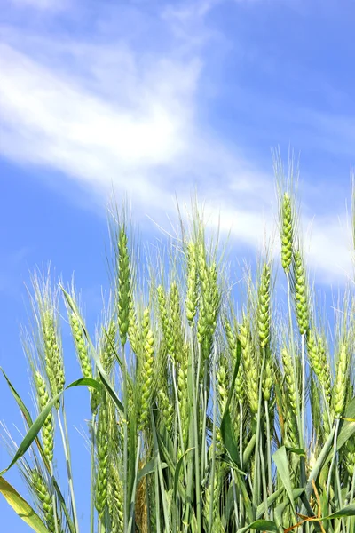 Rye ears — Stock Photo, Image