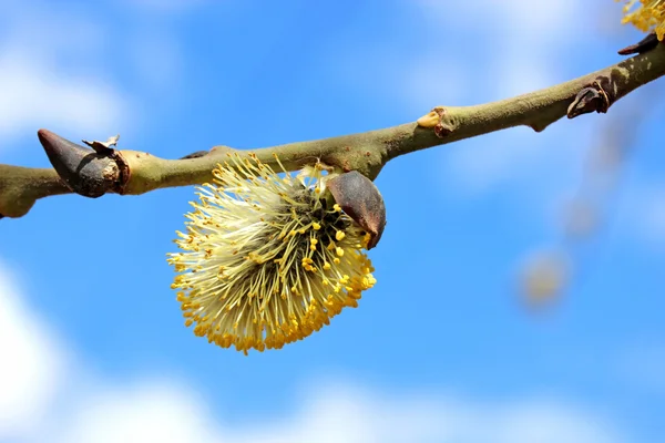 Pobočka kvetoucí Vrba — Stock fotografie