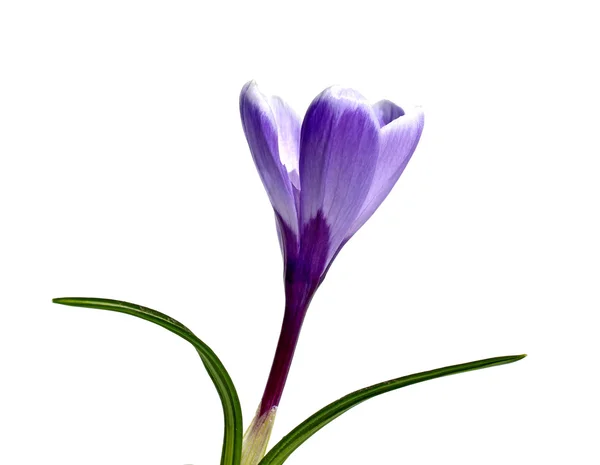 Fialový květ šafrán, samostatný — Stock fotografie