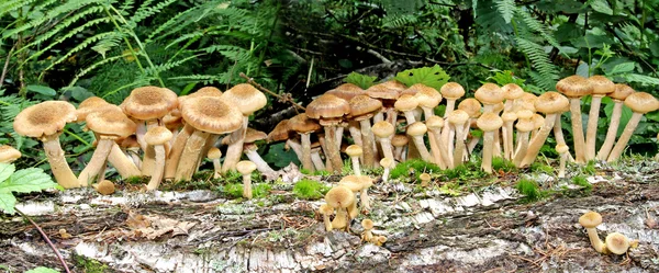 Cogumelos agáricos de mel de outono — Fotografia de Stock