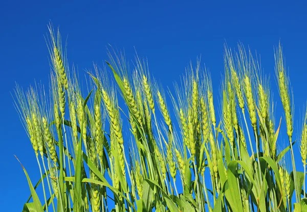 Green rye ears — Stock Photo, Image