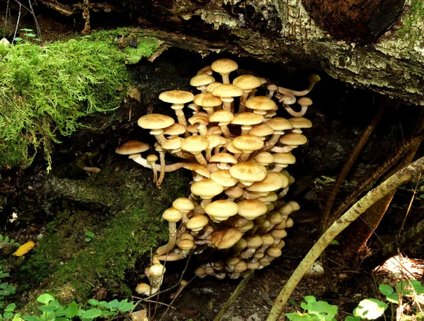 Autumn honey agaric mushrooms — Stock Photo, Image