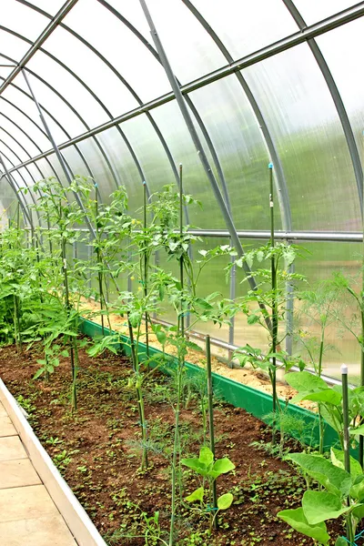 Vegetable greenhouses — Stock Photo, Image
