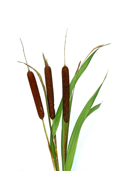 Roślina stroiki na białym tle — Zdjęcie stockowe