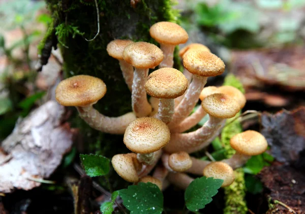 Young autumn honey agaric mushrooms — Stock Photo, Image