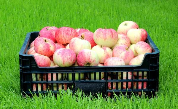 Röda och gula äpplen i en plastlåda — Stockfoto
