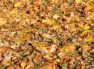 Sarı sonbahar akçaağaç yapraklarının arka planı