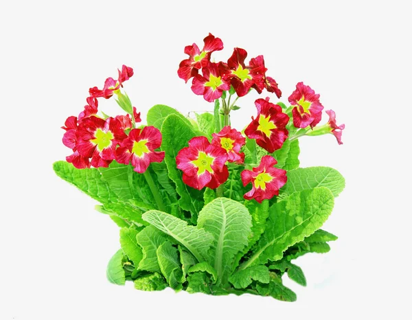 Red primrose flowers isolated — Stock Photo, Image