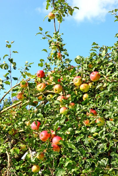 Frutos de manzanas en las ramas de un árbol — Foto de Stock