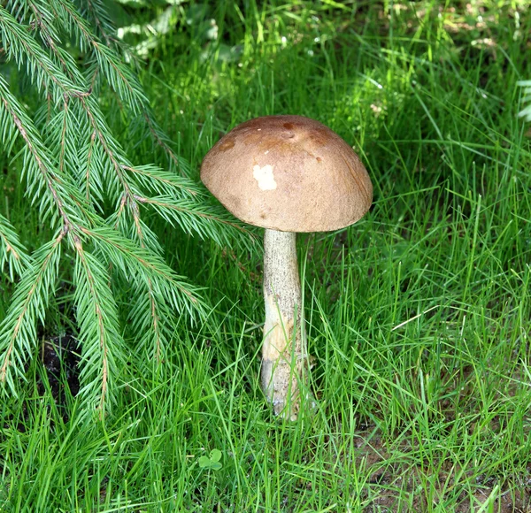 Молодий гриб болету в лісі — стокове фото